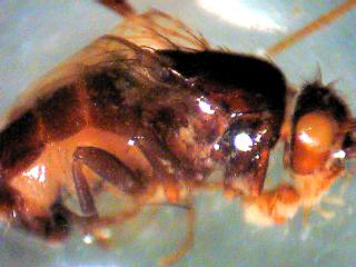 Dittero mangiato: resti di Sphaeroceridae, s.f. Limosiinae